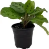 Green Prayer Plant Live Plant – 4 Inch Pot Maranta – Indoor Houseplant - Image 1