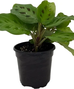 Green Prayer Plant Live Plant – 4 Inch Pot Maranta – Indoor Houseplant - Image 1