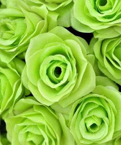 Green Rose Seeds - 5 Pack Rosa Bush Shrub Perennial Flower - Zones 2-11 - Image 10