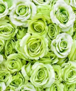 Green Rose Seeds - 5 Pack Rosa Bush Shrub Perennial Flower - Zones 2-11 - Image 11
