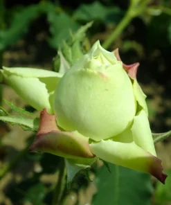 Green Rose Seeds - 5 Pack Rosa Bush Shrub Perennial Flower - Zones 2-11 - Image 12