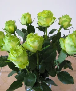 Green Rose Seeds - 5 Pack Rosa Bush Shrub Perennial Flower - Zones 2-11 - Image 13