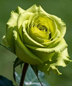 Green Rose Seeds - 5 Pack Rosa Bush Shrub Perennial Flower - Zones 2-11 - Image 4