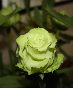 Green Rose Seeds - 5 Pack Rosa Bush Shrub Perennial Flower - Zones 2-11 - Image 9