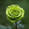 Green Rose Seeds - 5 Pack Rosa Bush Shrub Perennial Flower - Zones 2-11 - Image 1