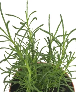 Green Santolina Olive Herb Live Plant - Aromatic Culinary Herb - 3 inch Pot - Image 2