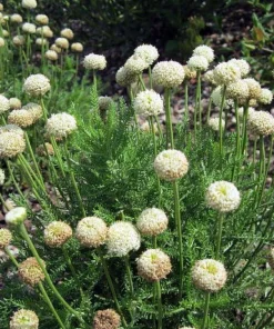 Green Santolina Olive Herb Live Plant - Aromatic Culinary Herb - 3 inch Pot - Image 3
