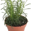 Green Santolina Olive Herb Live Plant - Aromatic Culinary Herb - 3 inch Pot - Image 1
