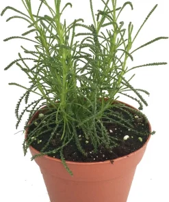 Green Santolina Olive Herb Live Plant - Aromatic Culinary Herb - 3 inch Pot - Image 1