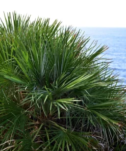 Green Saw Palmetto Seeds - Serenoa Repens Dwarf Palm Tree Shrub - 5 Seeds - Image 10