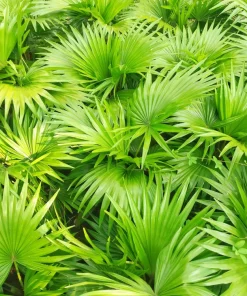 Green Saw Palmetto Seeds - Serenoa Repens Dwarf Palm Tree Shrub - 5 Seeds - Image 2