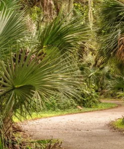 Green Saw Palmetto Seeds - Serenoa Repens Dwarf Palm Tree Shrub - 5 Seeds - Image 3