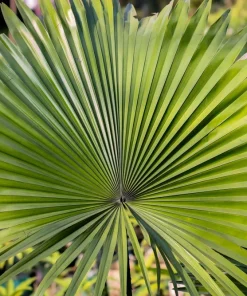 Green Saw Palmetto Seeds - Serenoa Repens Dwarf Palm Tree Shrub - 5 Seeds - Image 4