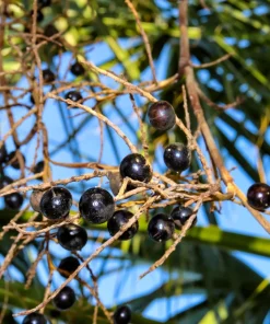 Green Saw Palmetto Seeds - Serenoa Repens Dwarf Palm Tree Shrub - 5 Seeds - Image 5