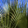 Green Saw Palmetto Seeds - Serenoa Repens Dwarf Palm Tree Shrub - 5 Seeds - Image 1