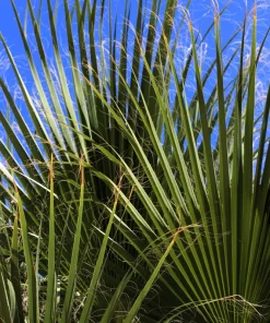 Green Saw Palmetto Seeds - Serenoa Repens Dwarf Palm Tree Shrub - 5 Seeds - Image 1