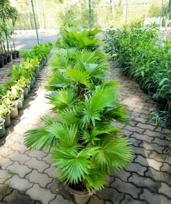 Green Saw Palmetto Seeds - Serenoa Repens Dwarf Palm Tree Shrub - 5 Seeds - Image 6