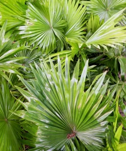 Green Saw Palmetto Seeds - Serenoa Repens Dwarf Palm Tree Shrub - 5 Seeds - Image 7