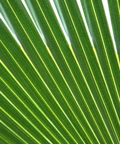 Green Saw Palmetto Seeds - Serenoa Repens Dwarf Palm Tree Shrub - 5 Seeds - Image 8