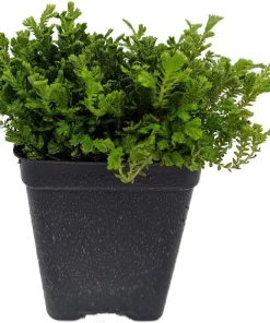 Green Spikemoss Live Plant – Selaginella Terrarium Fairy Garden – 2.5" Pot - Image 2