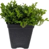 Green Spikemoss Live Plant – Selaginella Terrarium Fairy Garden – 2.5" Pot - Image 1