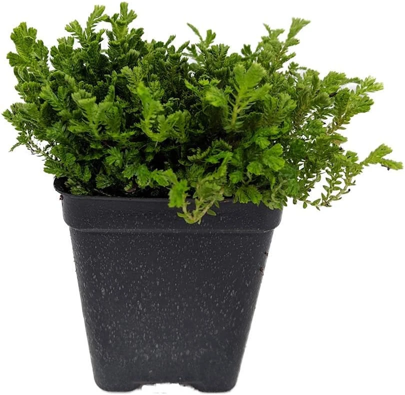 Green Spikemoss Live Plant – Selaginella Terrarium Fairy Garden – 2.5" Pot - Image 1