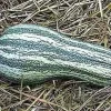 Green Striped Cushaw Pumpkin Seeds - 30 Heirloom Seeds for Garden - Image 1