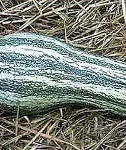 Green Striped Cushaw Pumpkin Seeds - 30 Heirloom Seeds for Garden - Image 1