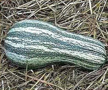 Green Striped Cushaw Pumpkin Seeds - 30 Heirloom Seeds for Garden - Image 1