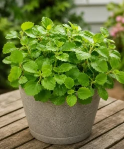 Green Swedish Ivy Live Plant - 2 Plants, 3-6 Inch Tall, 4 Inch Pot, Indoor Trailing Houseplant - Image 3
