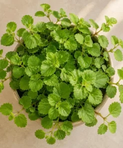 Green Swedish Ivy Live Plant - 2 Plants, 3-6 Inch Tall, 4 Inch Pot, Indoor Trailing Houseplant - Image 4