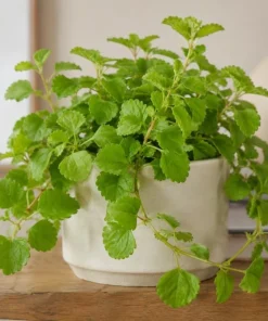 Green Swedish Ivy Live Plant - Pack of 2, 3-6 Inch Tall Trailing Houseplant for Indoor Hanging Baskets - Image 3