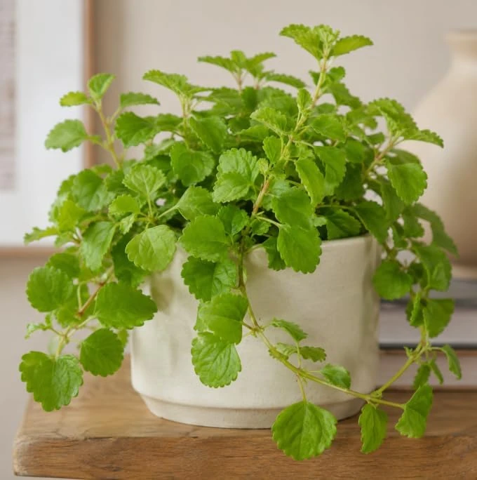 Green Swedish Ivy Live Plant - Pack of 2, 3-6 Inch Tall Trailing Houseplant for Indoor Hanging Baskets - Image 3