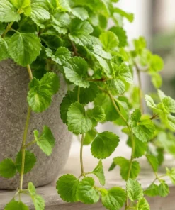 Green Swedish Ivy Live Plant - Pack of 2, 3-6 Inch Tall Trailing Houseplant for Indoor Hanging Baskets - Image 4
