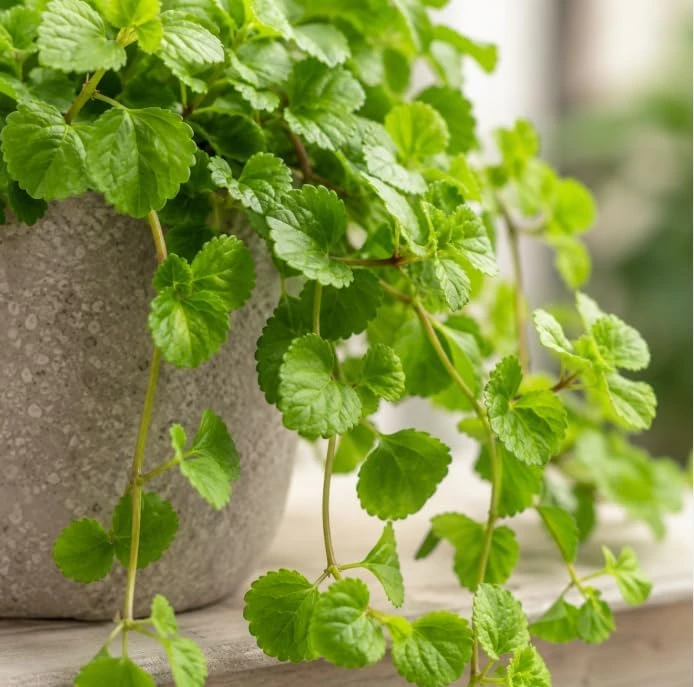 Green Swedish Ivy Live Plant - Pack of 2, 3-6 Inch Tall Trailing Houseplant for Indoor Hanging Baskets - Image 4