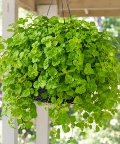 Green Swedish Ivy Live Plant - Pack of 2, 3-6 Inch Tall Trailing Houseplant for Indoor Hanging Baskets - Image 5