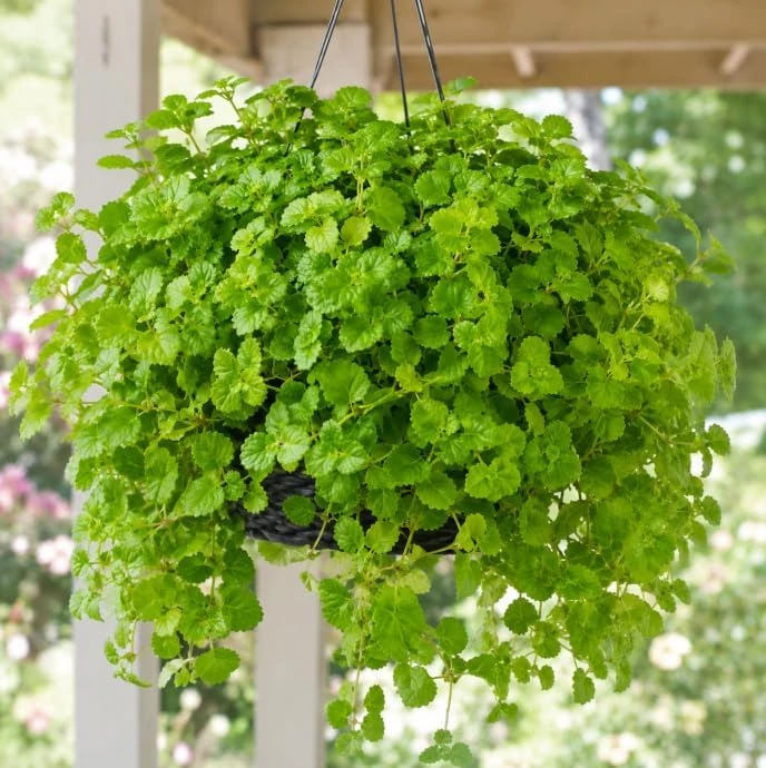 Green Swedish Ivy Live Plant - Pack of 2, 3-6 Inch Tall Trailing Houseplant for Indoor Hanging Baskets - Image 5