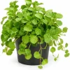 Green Swedish Ivy Live Plant - Pack of 2, 3-6 Inch Tall Trailing Houseplant for Indoor Hanging Baskets - Image 1