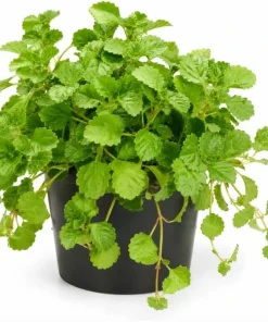 Green Swedish Ivy Live Plant - Pack of 2, 3-6 Inch Tall Trailing Houseplant for Indoor Hanging Baskets - Image 1