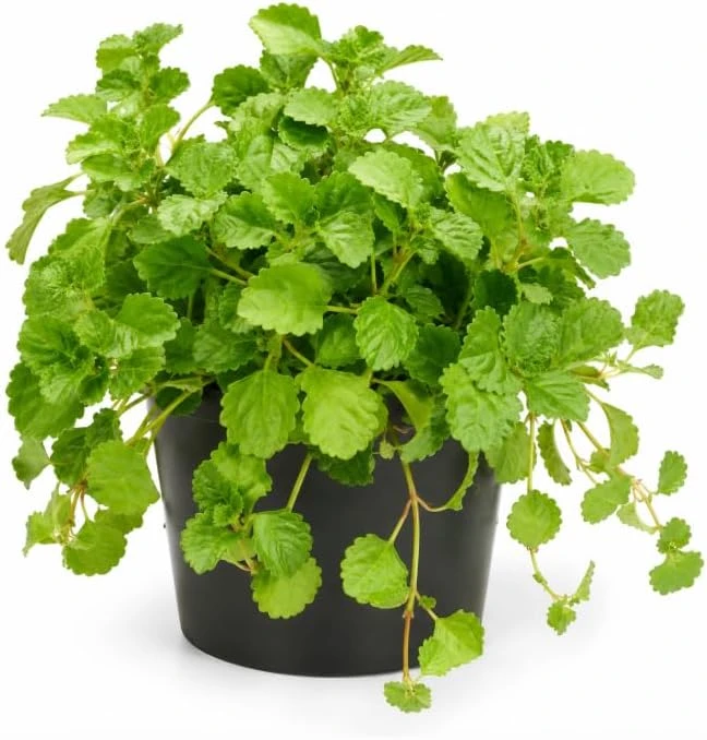 Green Swedish Ivy Live Plant - Pack of 2, 3-6 Inch Tall Trailing Houseplant for Indoor Hanging Baskets - Image 1