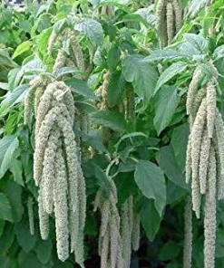 Green Tails Amaranthus Seeds - 150 Count - Annual Flower Seeds - Image 2