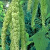 Green Tails Amaranthus Seeds - 150 Count - Annual Flower Seeds - Image 1