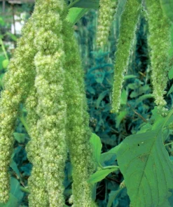 Green Tails Amaranthus Seeds - 150 Count - Annual Flower Seeds - Image 1