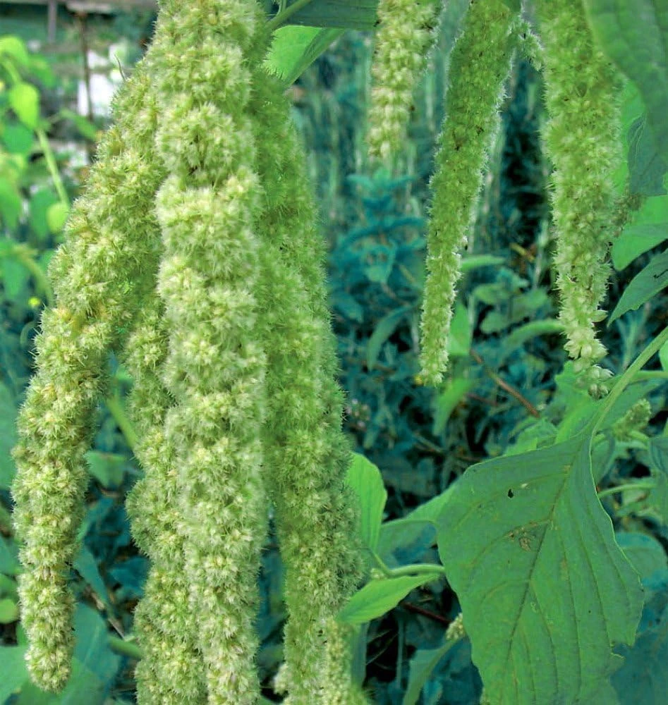 Green Tails Amaranthus Seeds - 150 Count - Annual Flower Seeds - Image 1
