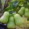 Green Wax apple, in 3 gallons, air layered, rose apple, jambu air, No Ship to CA and HI - Image 1