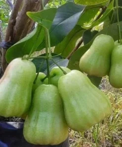 Green Wax apple, in 3 gallons, air layered, rose apple, jambu air, No Ship to CA and HI - Image 1