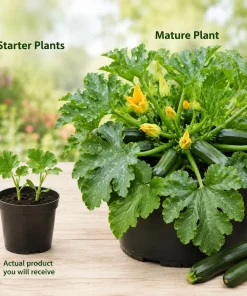 Green Zucchini Live Plant Set - 2 Summer Squash Seedlings, 4-6 Inch, 4 Inch Pots - Image 4