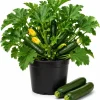 Green Zucchini Live Plant Set - 2 Summer Squash Seedlings, 4-6 Inch, 4 Inch Pots - Image 1