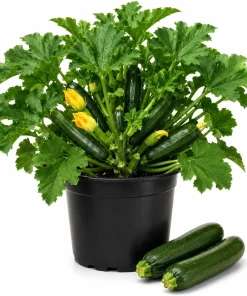 Green Zucchini Live Plant Set - 2 Summer Squash Seedlings, 4-6 Inch, 4 Inch Pots - Image 1
