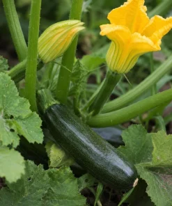 Green Zucchini Live Plants - 2 Pack Summer Squash Seedlings, 4-6 Inch in 4 Inch Pots for Outdoor Garden - Image 2